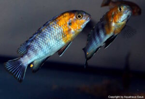 Tropheops sp. 'red cheek' Likoma Island